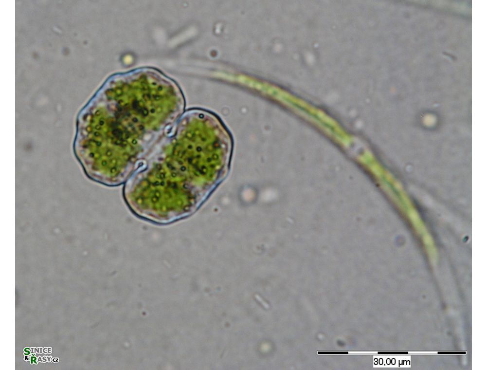 Cosmarium limnophilum