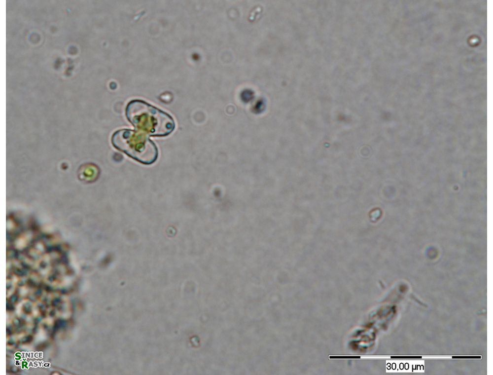 Cosmarium