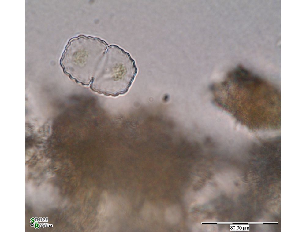 Cosmarium notabile