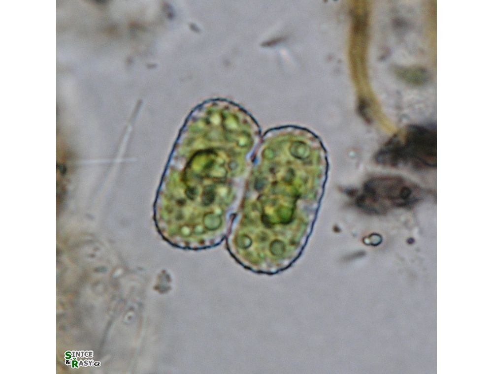Cosmarium notatum