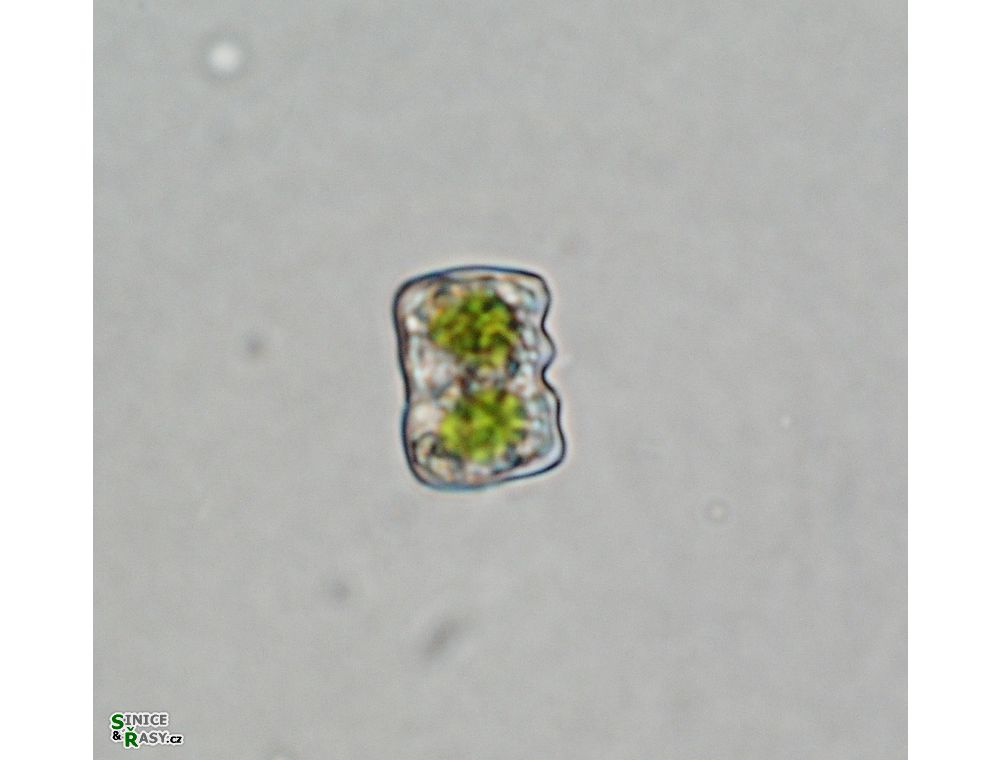 Cosmarium obliguum