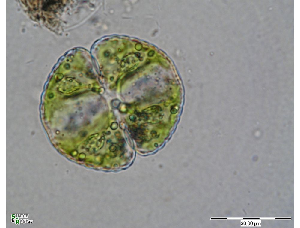 Cosmarium obtusatum