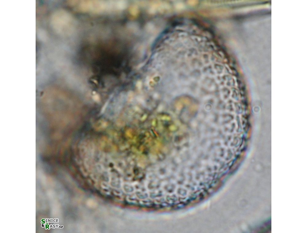 Cosmarium ochthodes