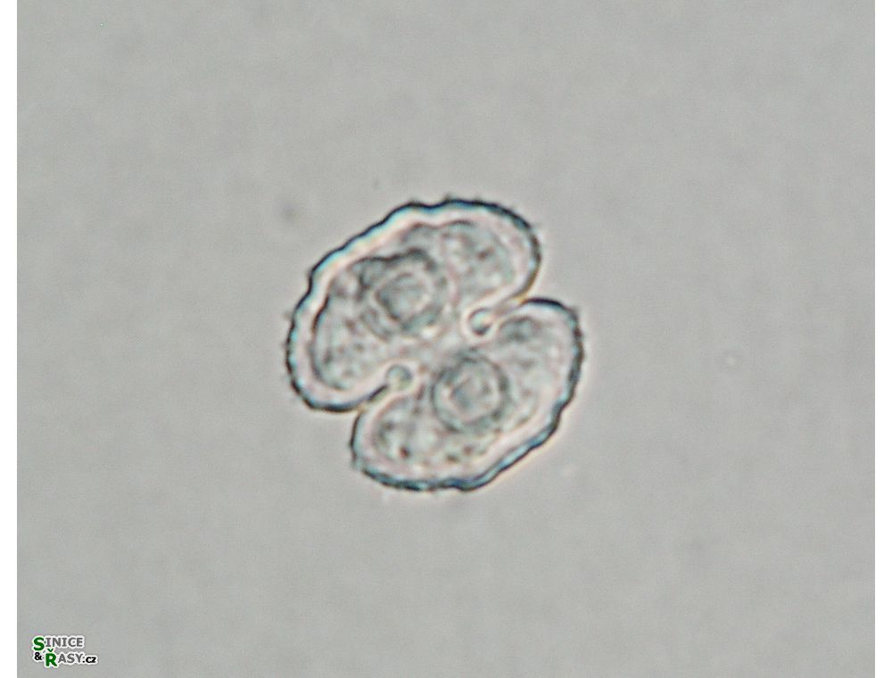 Cosmarium ornatulum