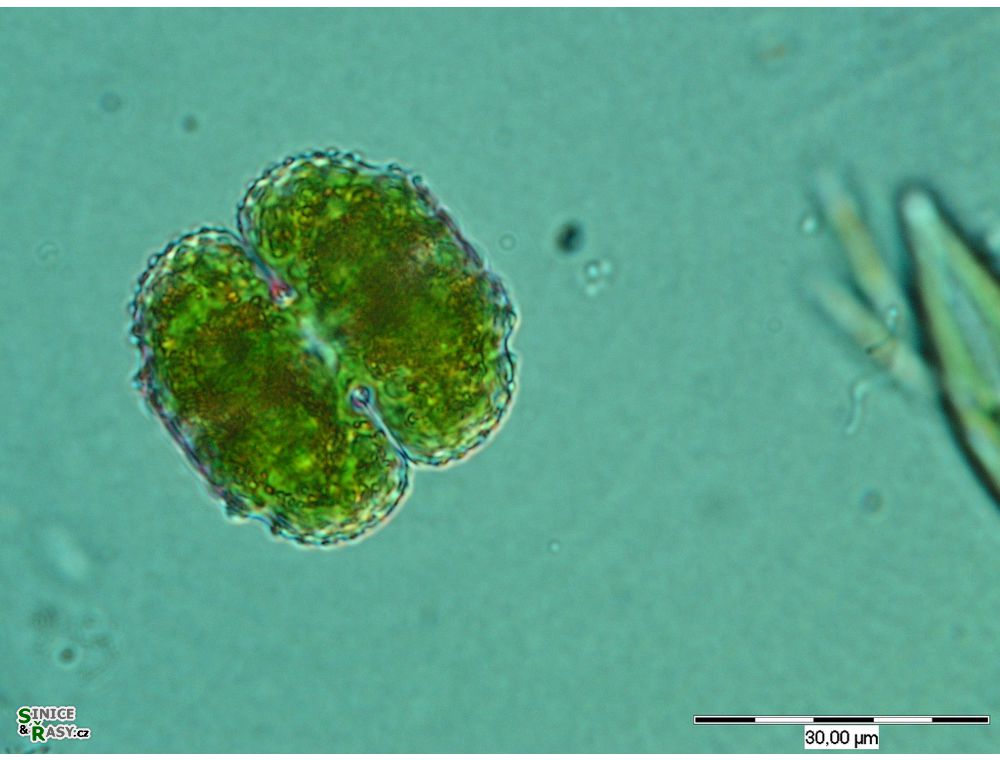 Cosmarium ornatum