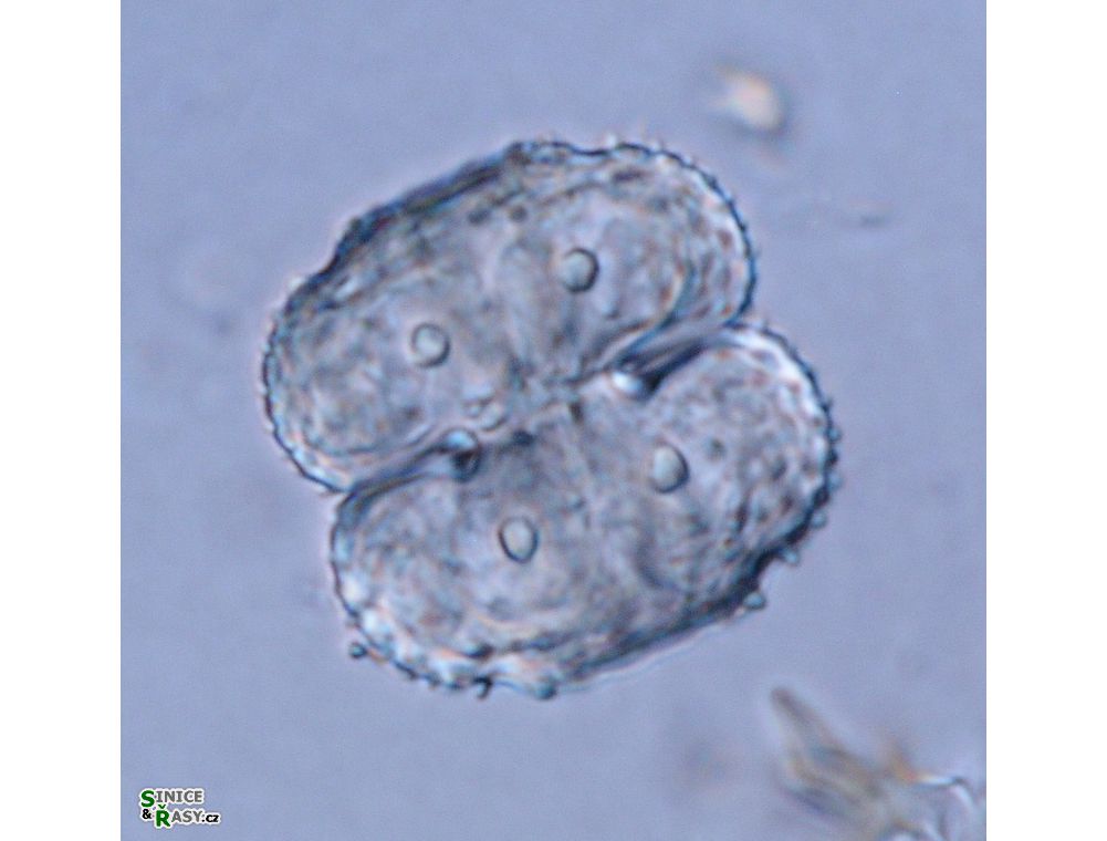 Cosmarium ornatum