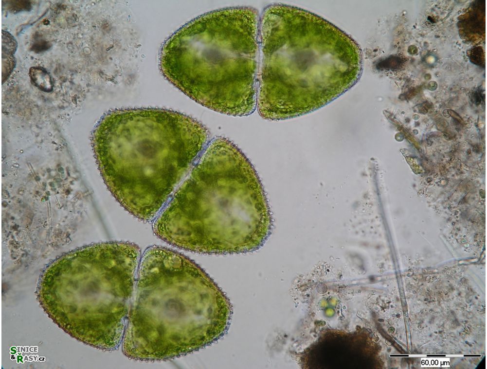 Cosmarium ovale