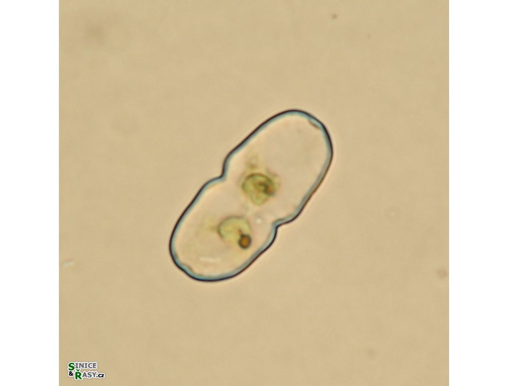 Cosmarium parvulum
