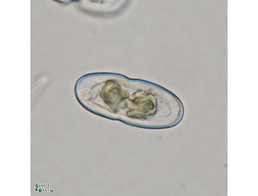 Cosmarium parvulum