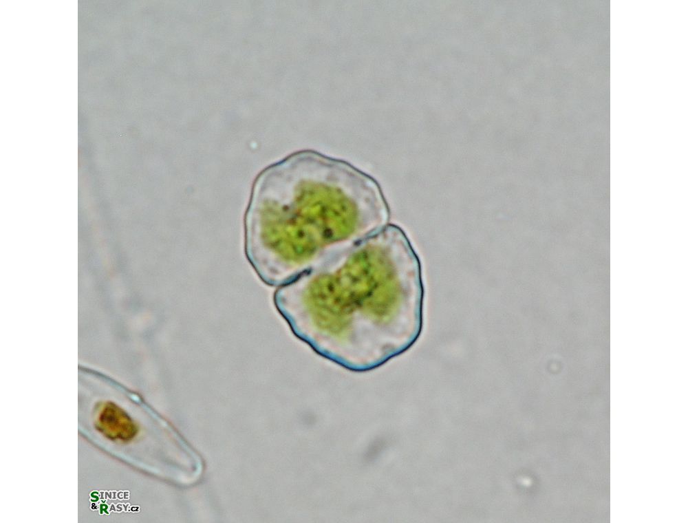 Cosmarium