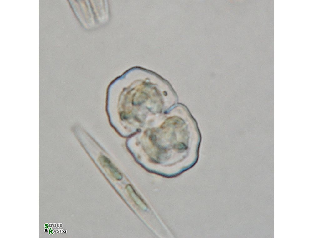 Cosmarium