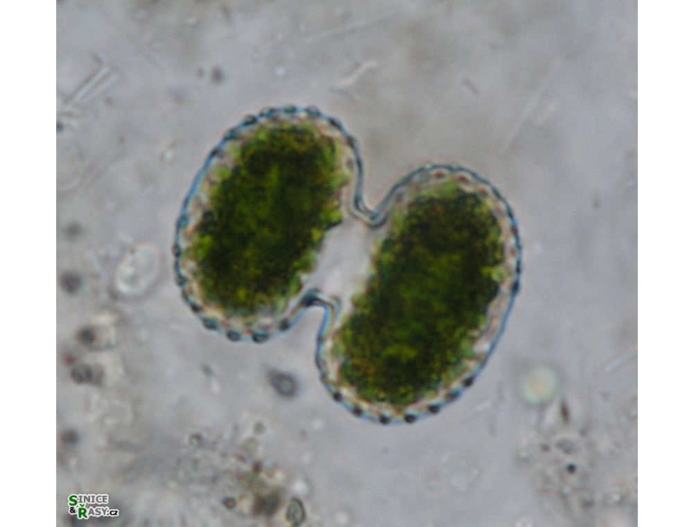 Cosmarium portianum