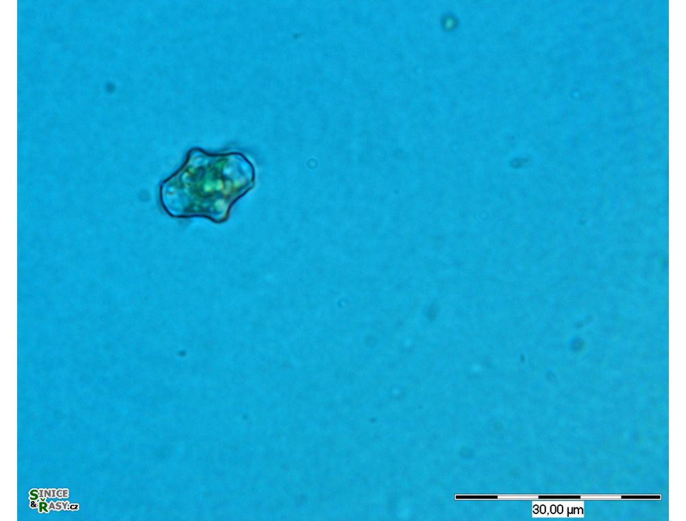 Cosmarium prominulum