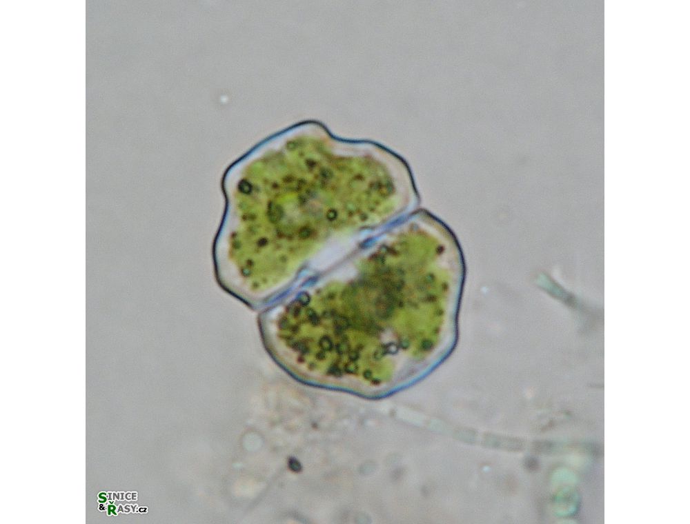 Cosmarium pseudoretusum