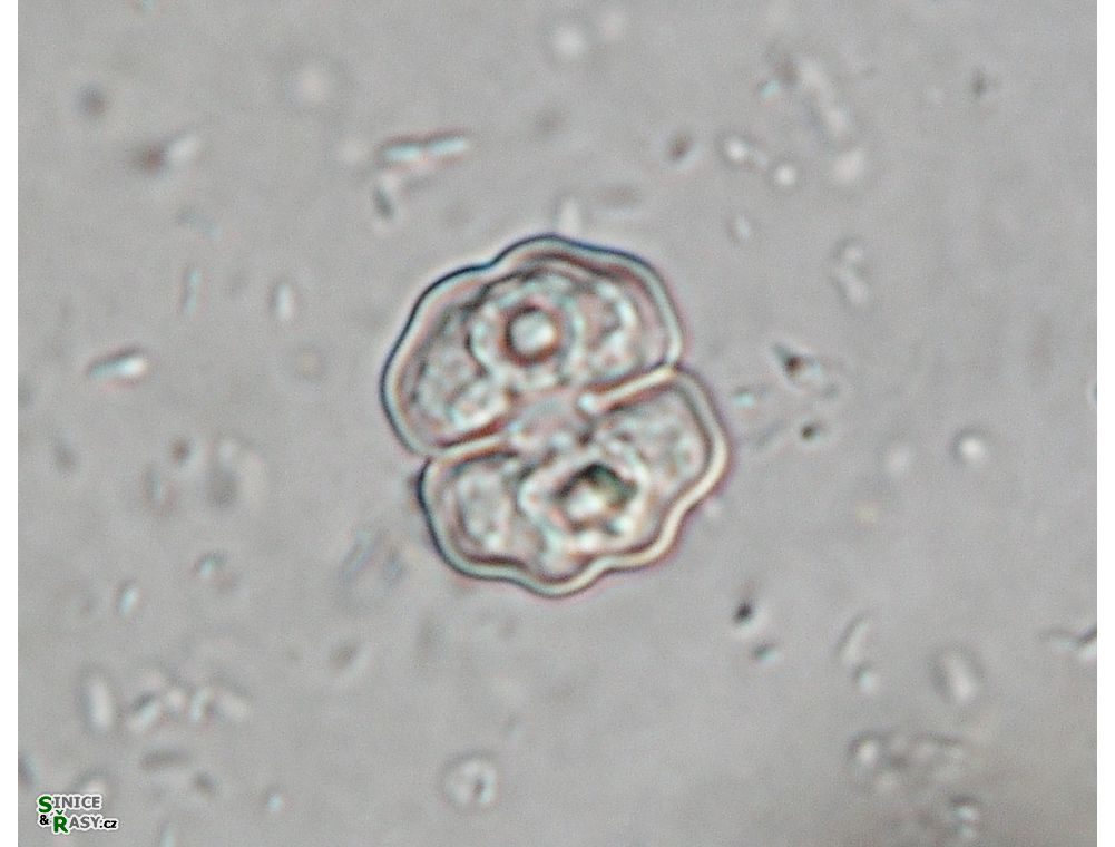 Cosmarium pseudowembaerense