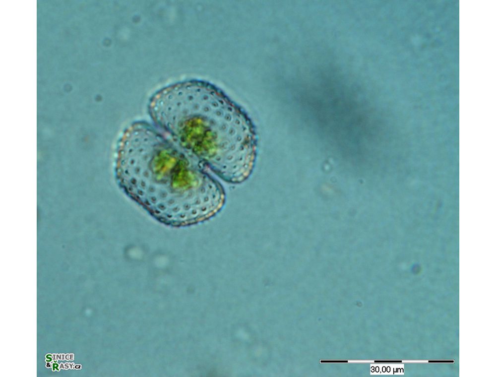Cosmarium