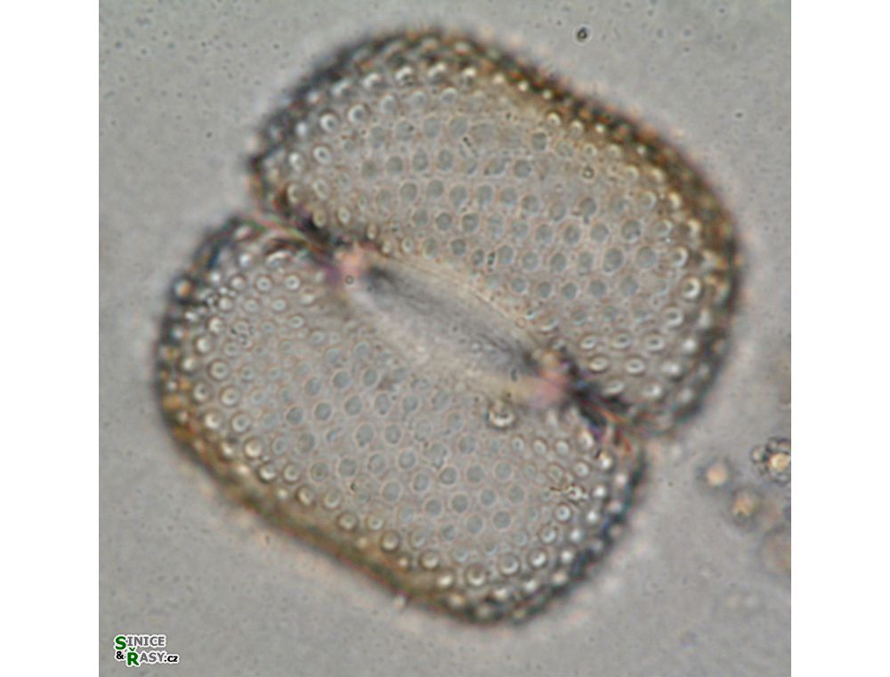 Cosmarium quadrum