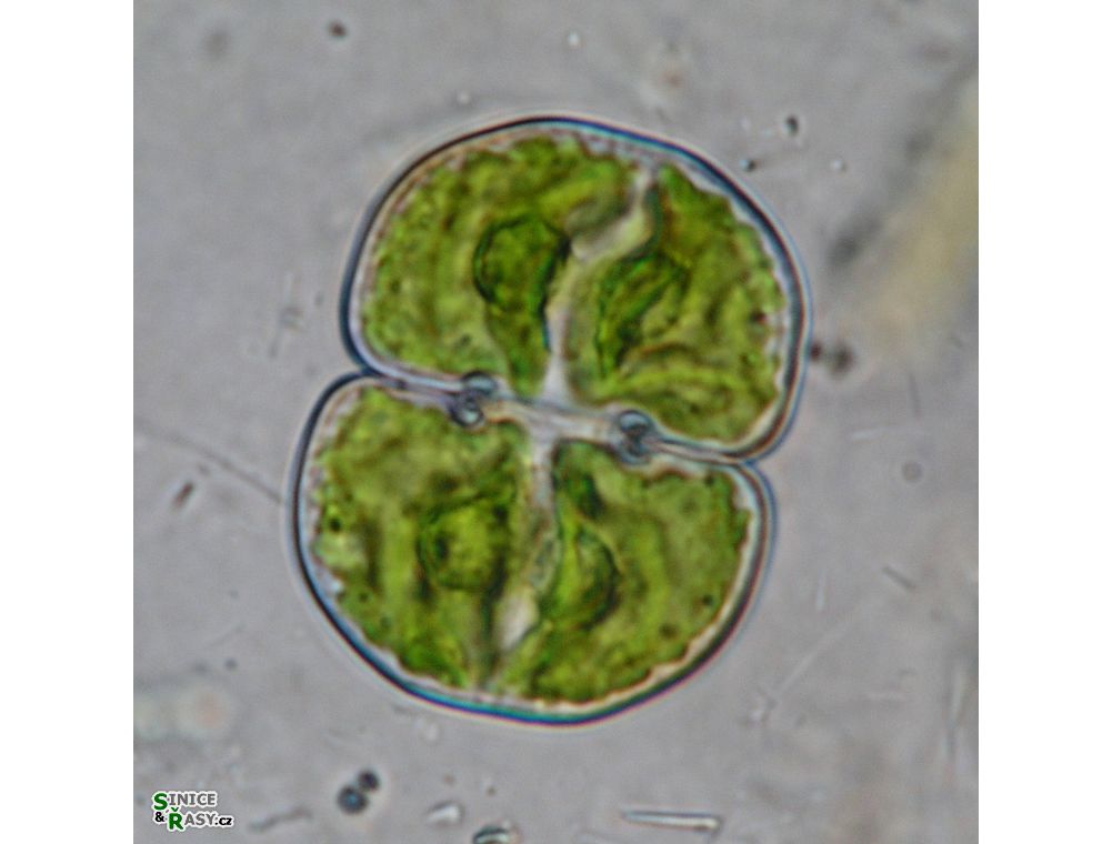 Cosmarium rectangulare