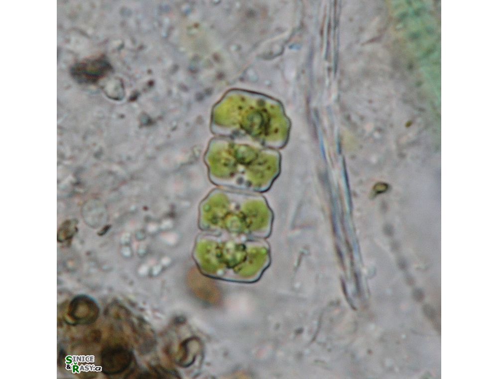 Cosmarium regnelii