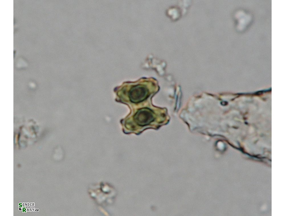 Cosmarium regnesii