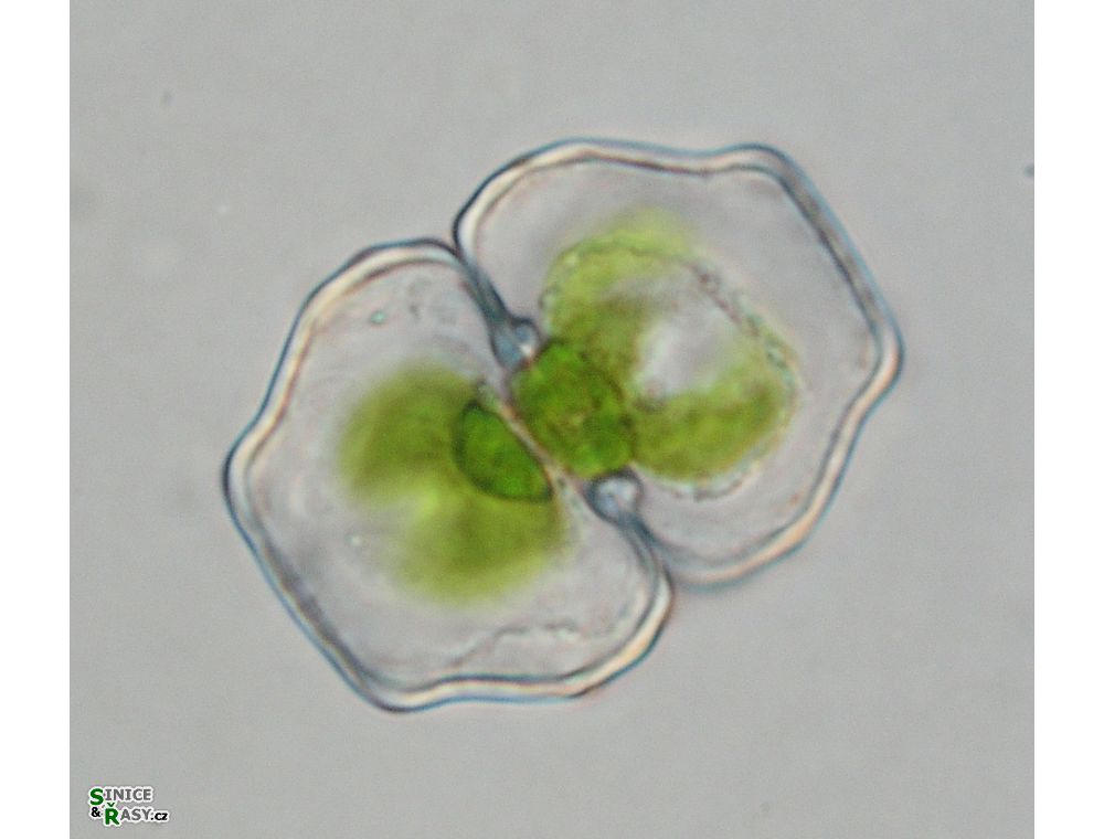 Cosmarium retusum