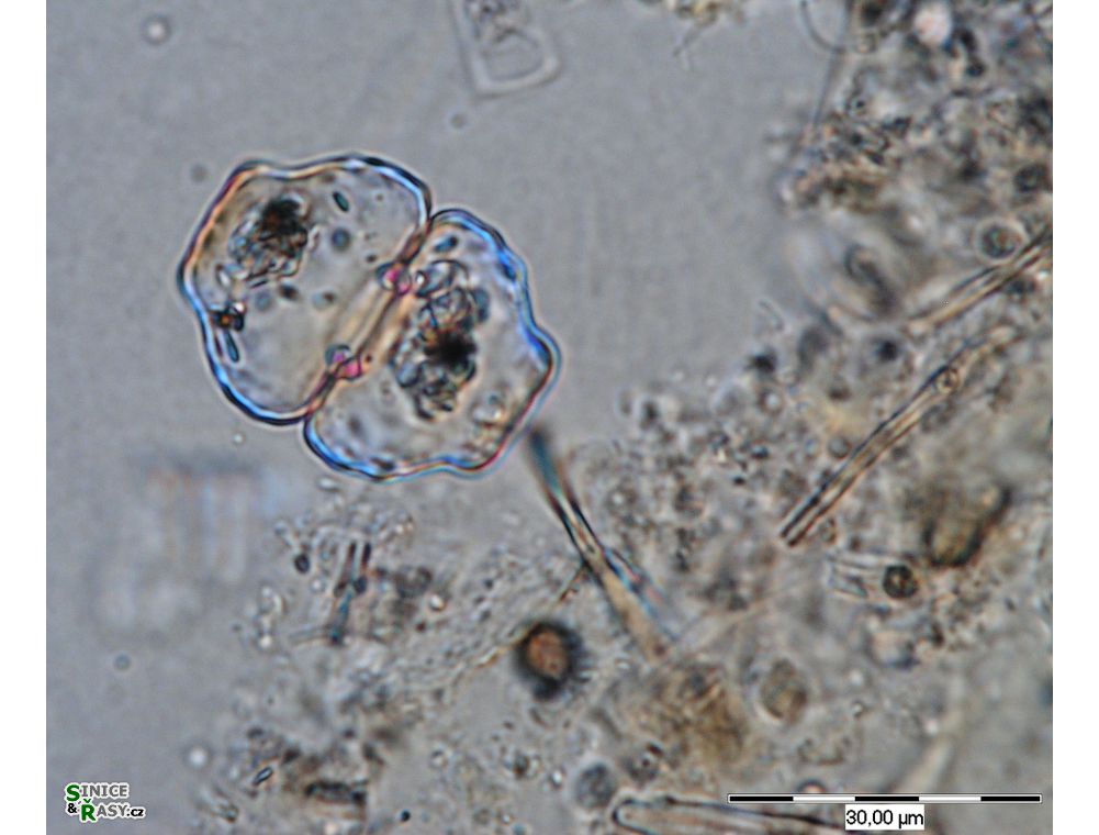 Cosmarium retusum