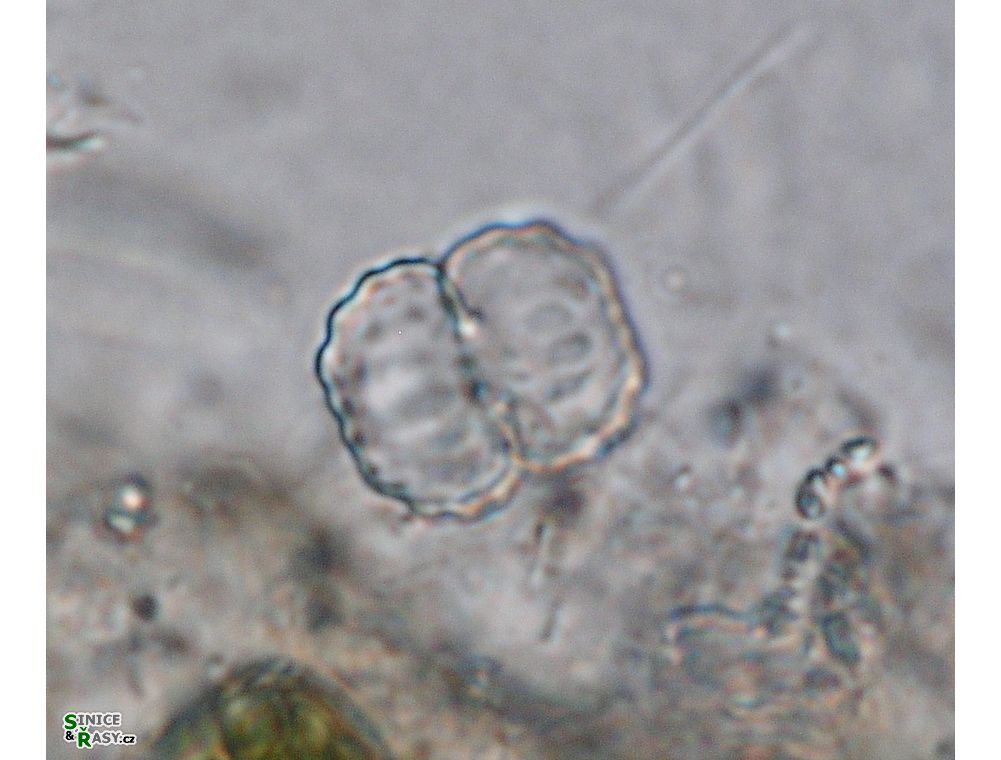 Cosmarium sexnotatum