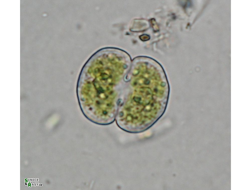 Cosmarium