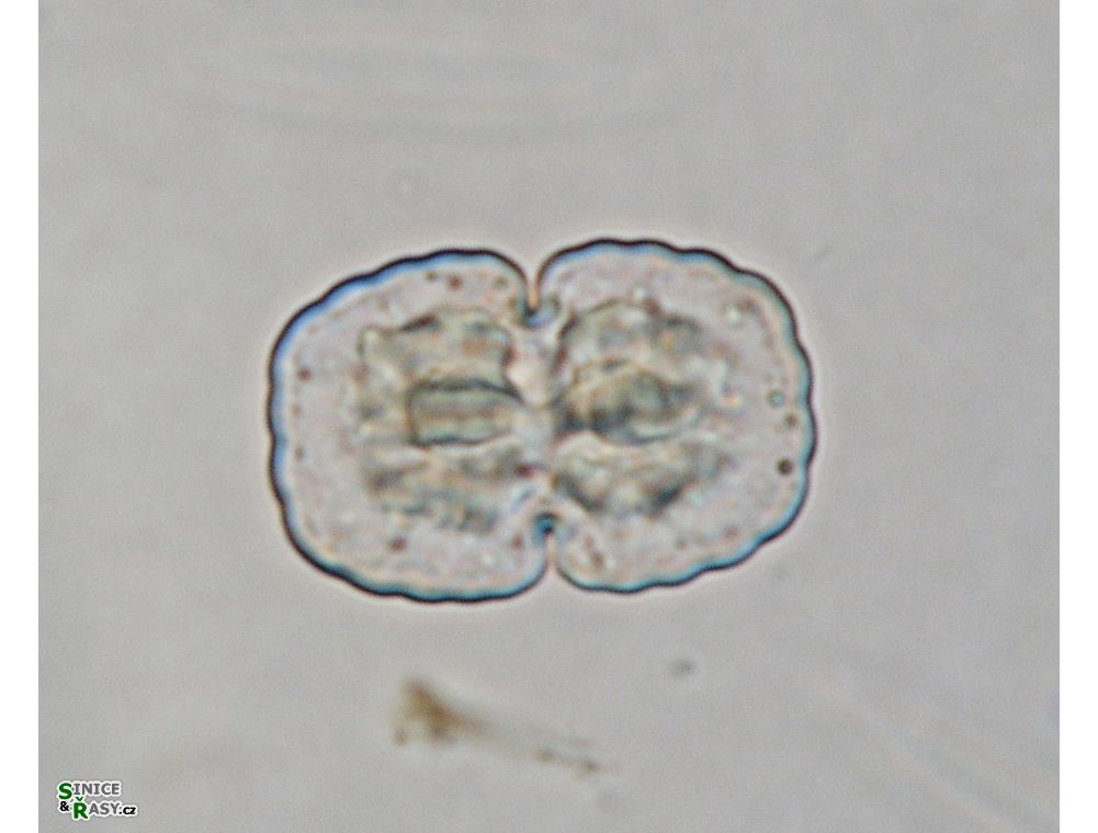 Cosmarium