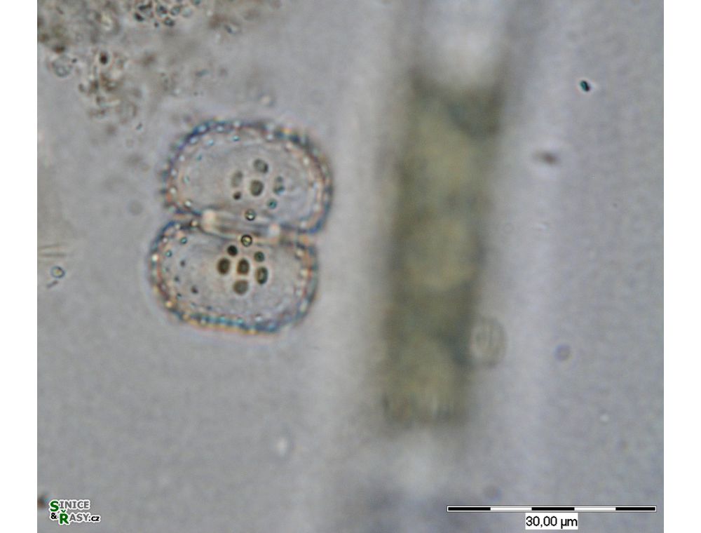 Cosmarium