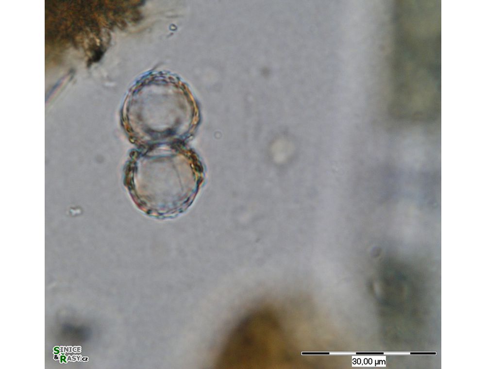 Cosmarium
