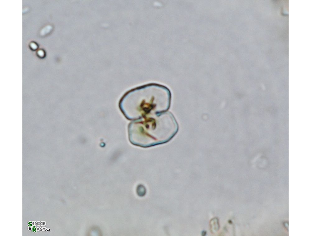 Cosmarium