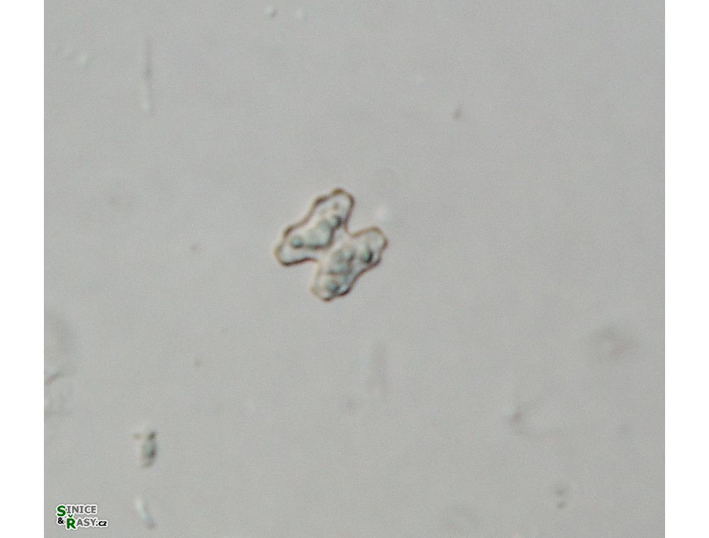 Cosmarium