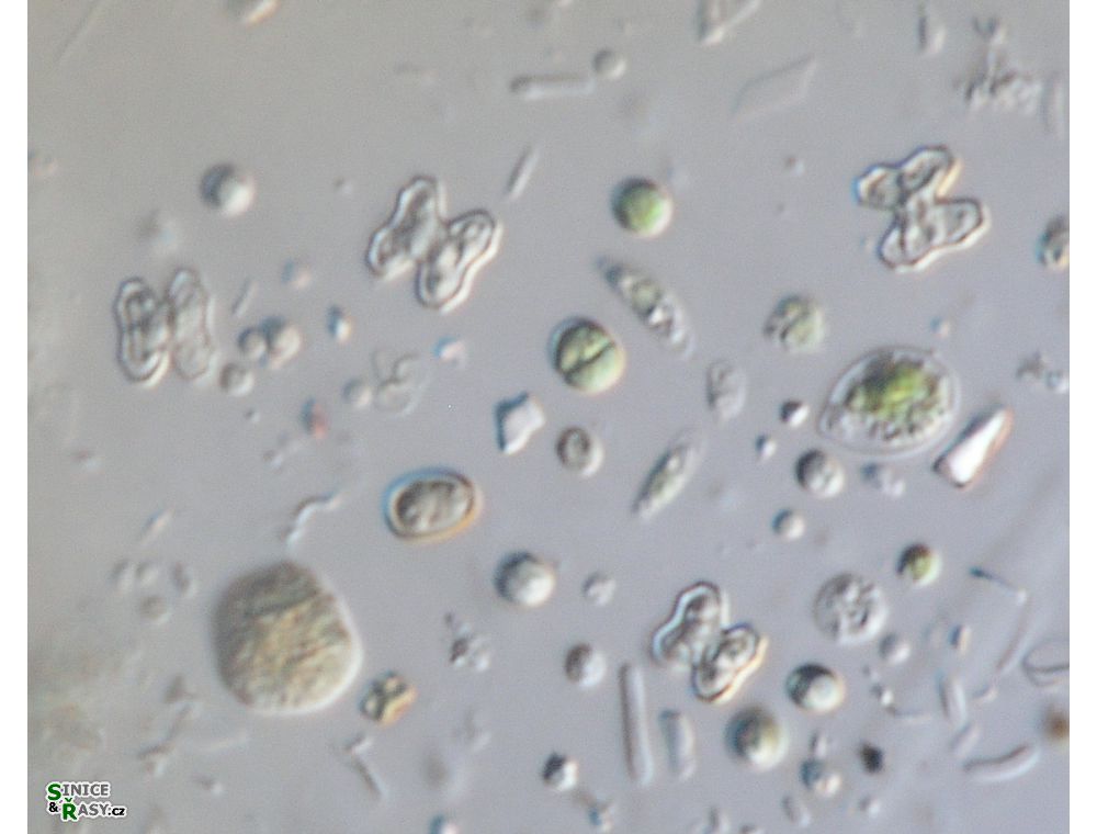 Cosmarium