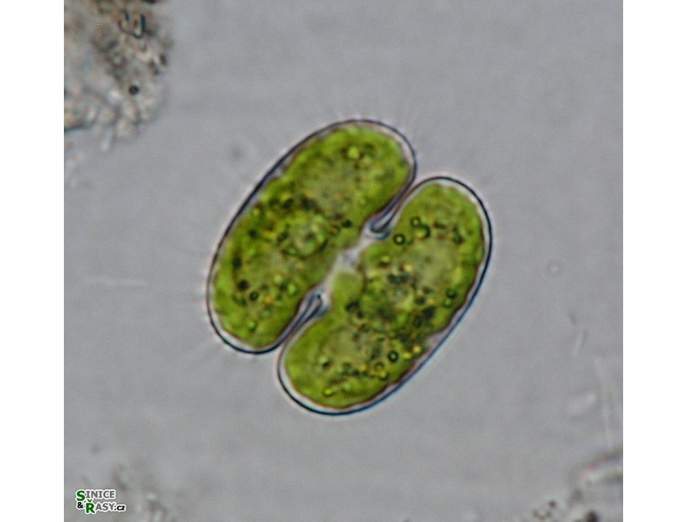 Cosmarium