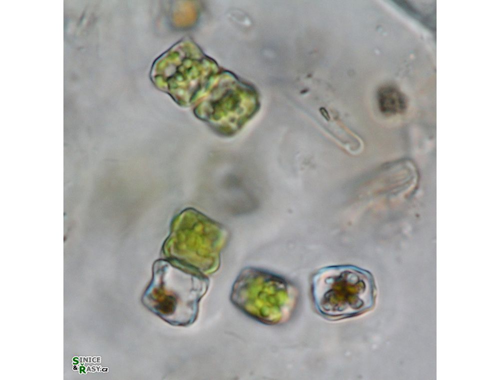 Cosmarium