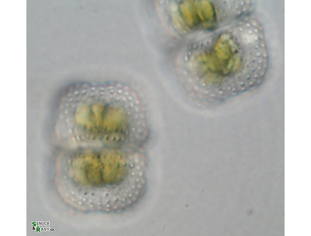 Cosmarium