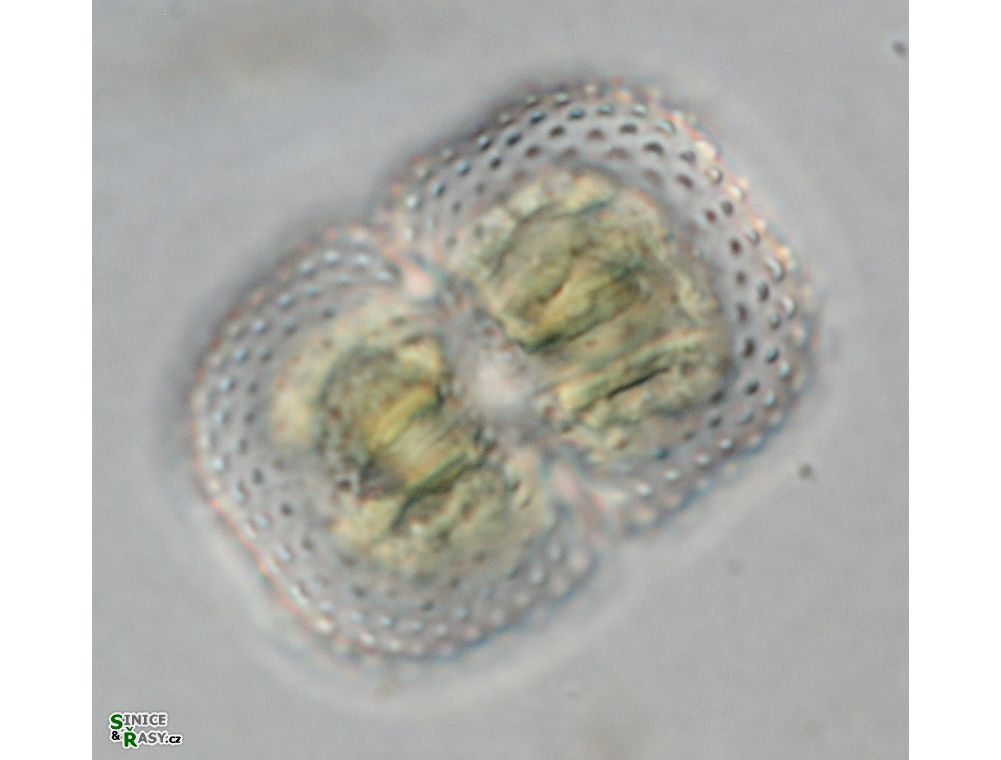 Cosmarium