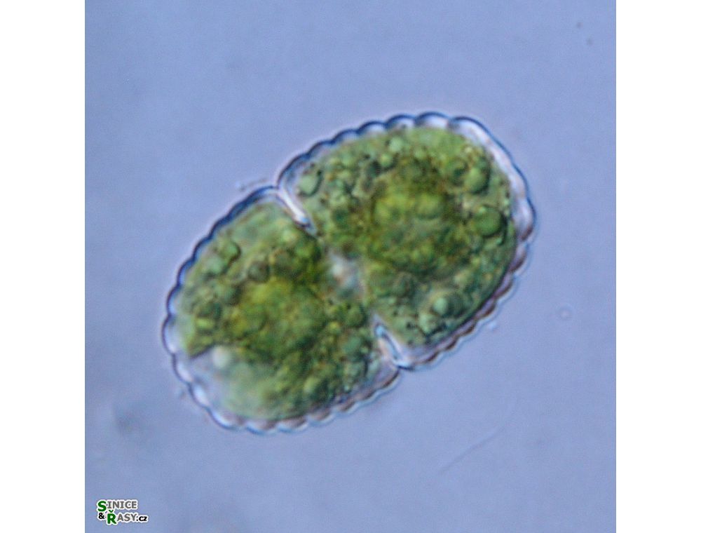 Cosmarium speciosum