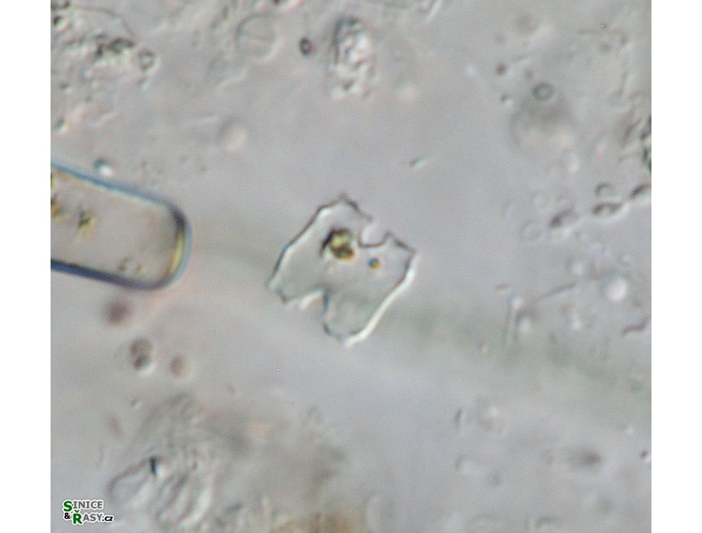 Cosmarium