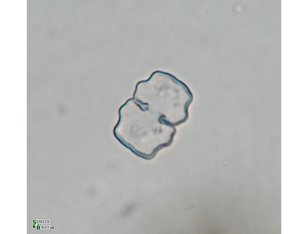 Cosmarium sphyrelatum