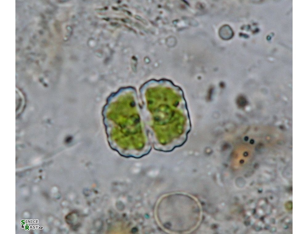 Cosmarium subcostatum