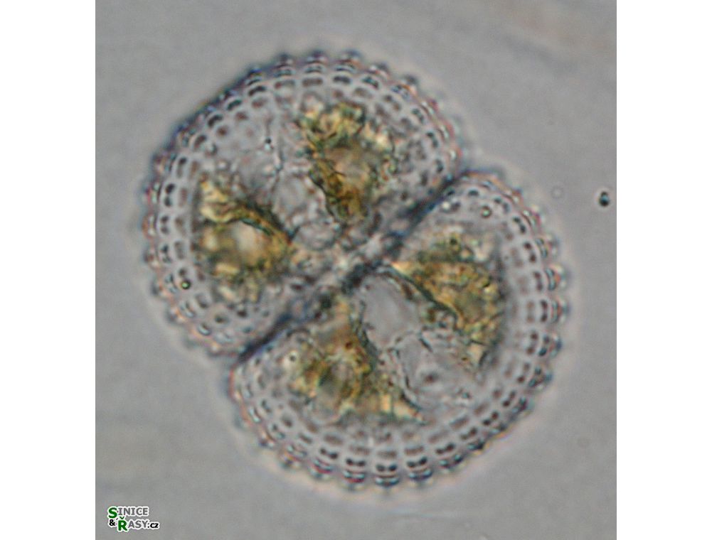 Cosmarium subspeciosum