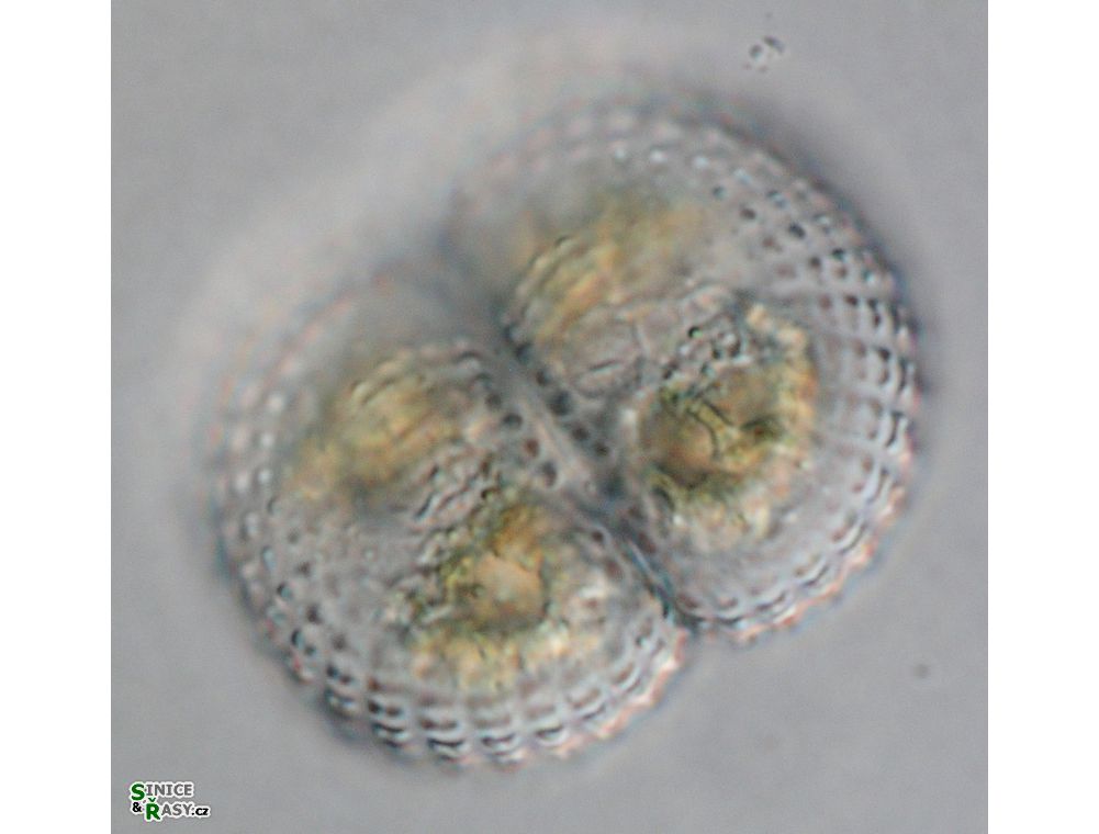 Cosmarium subspeciosum