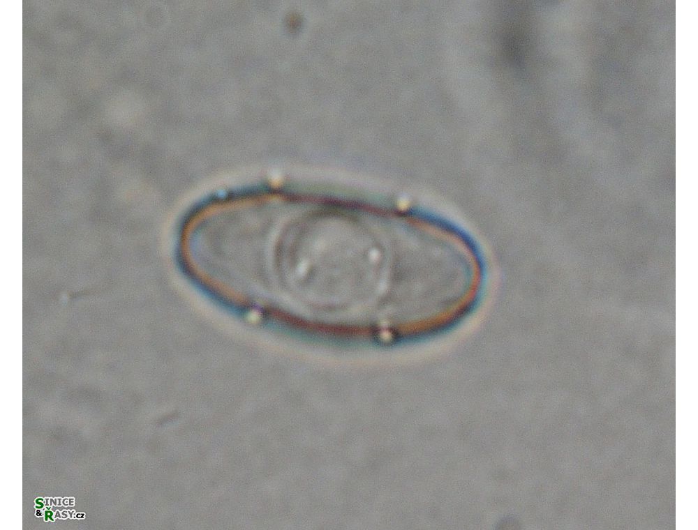 Cosmarium tetrachondrum