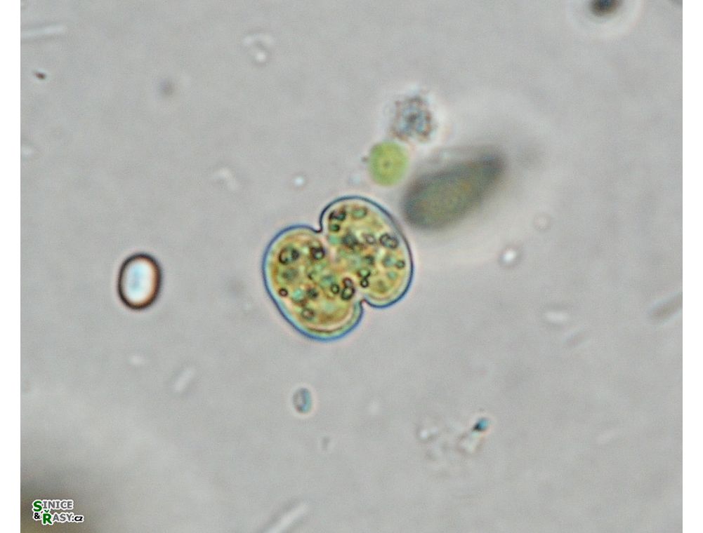 Cosmarium tinctum