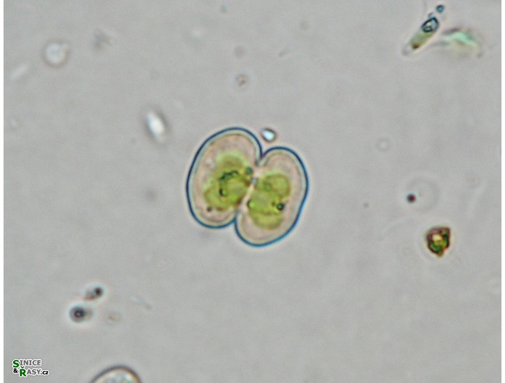 Cosmarium tinctum