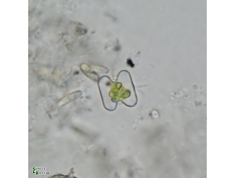Cosmarium
