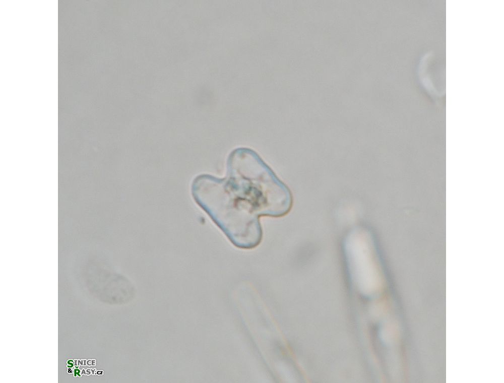 Cosmarium