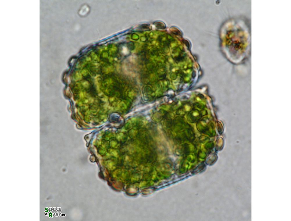Cosmarium ungerianum